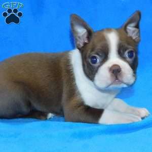 Lily, Boston Terrier Puppy